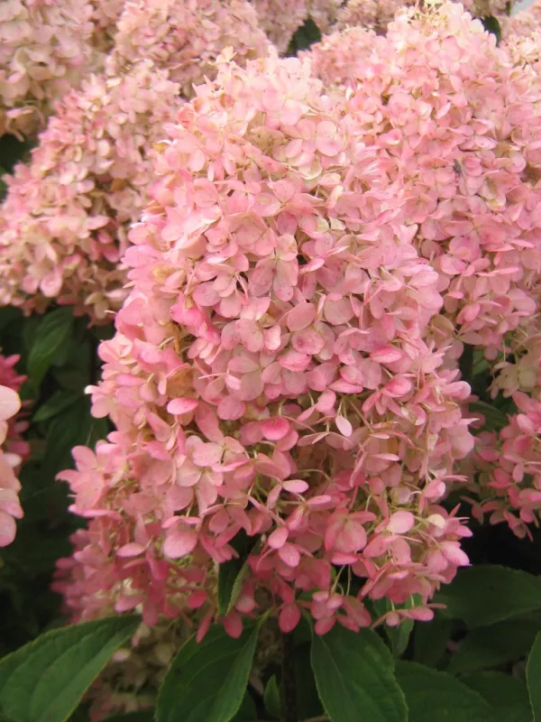 Paniculata Magical Candle Hydrangea