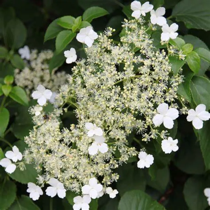 Anomala Petiolaris 2.jpg