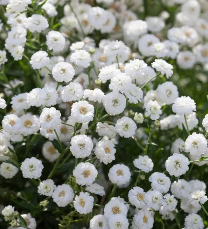 Pearl Yarrow White