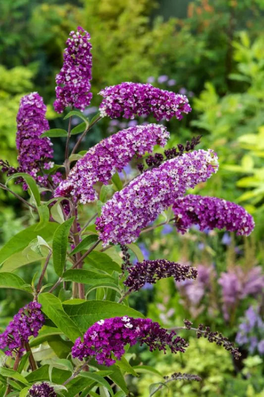 Buddleja Berries & Cream