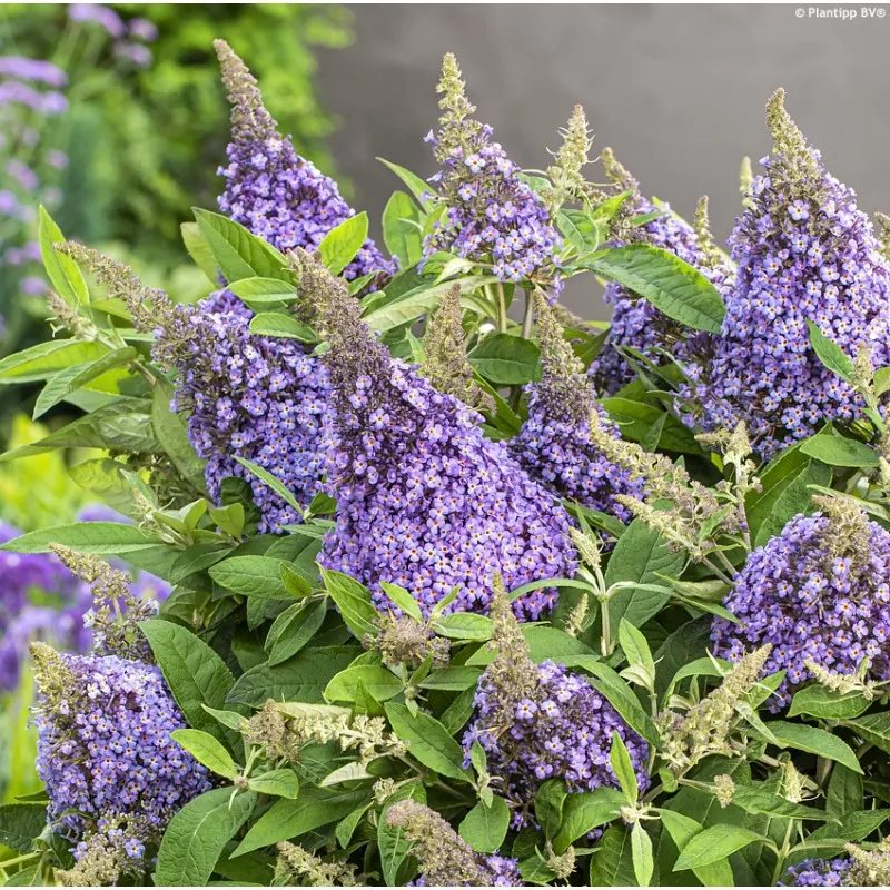 Buddleja Little Lila