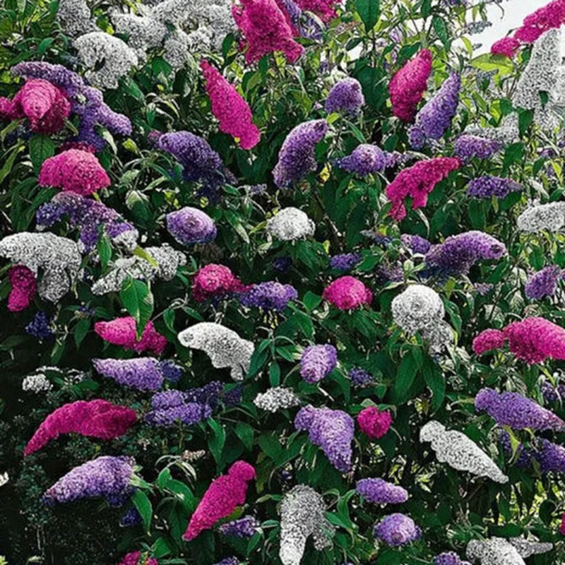 Buddleja Tricolor