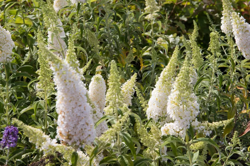 Buddleja White Profusion