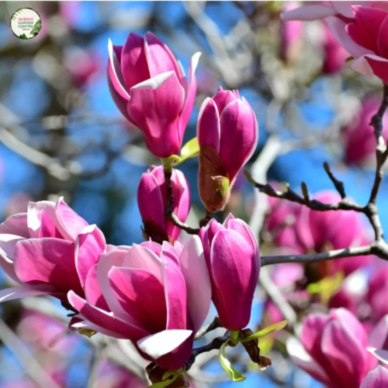 Magnolia Tree Cameo