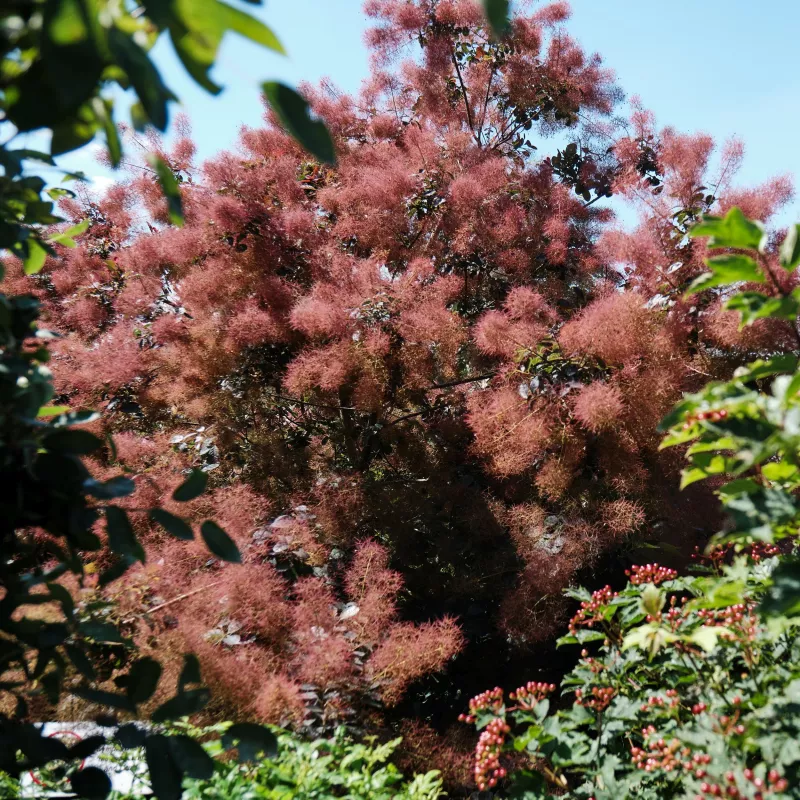 Cotinus Coggygria Magical Red Fountain