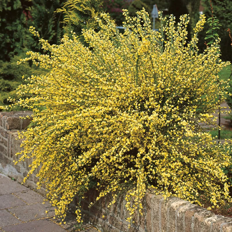 Cytisus Allgold