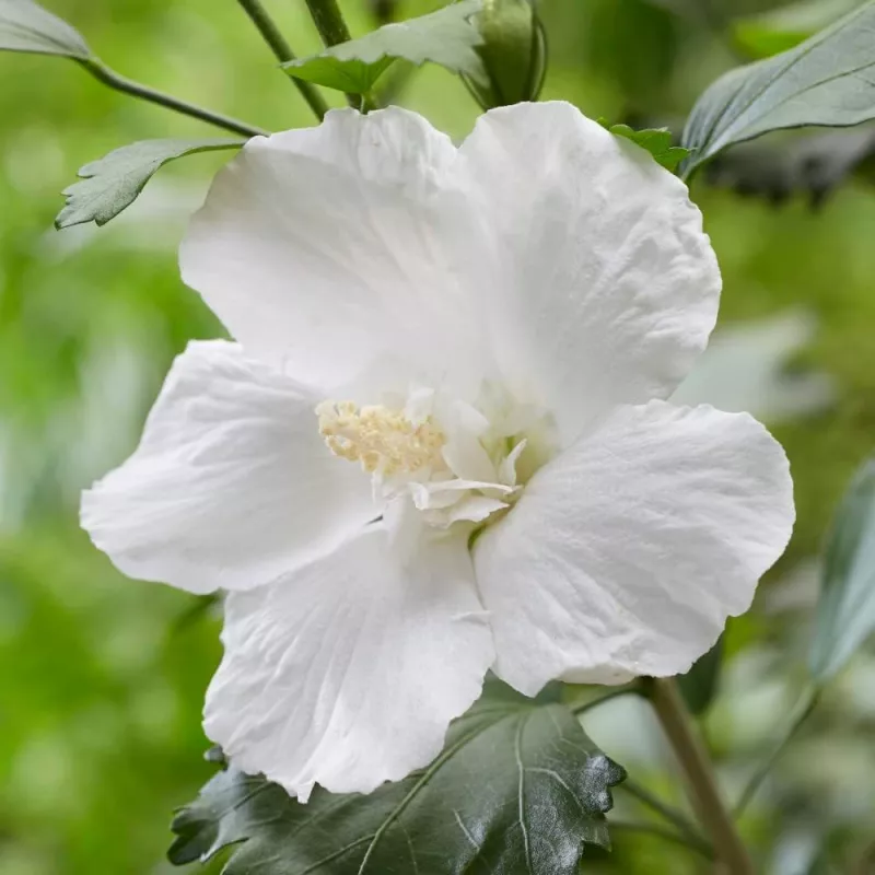Hibiscus Syr Flower Tower White