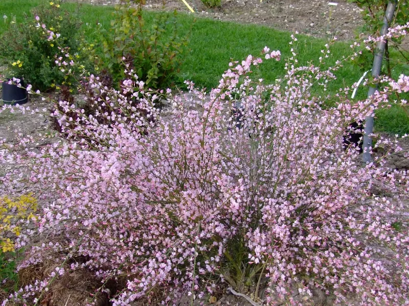 Cytisus Moyclare Pink