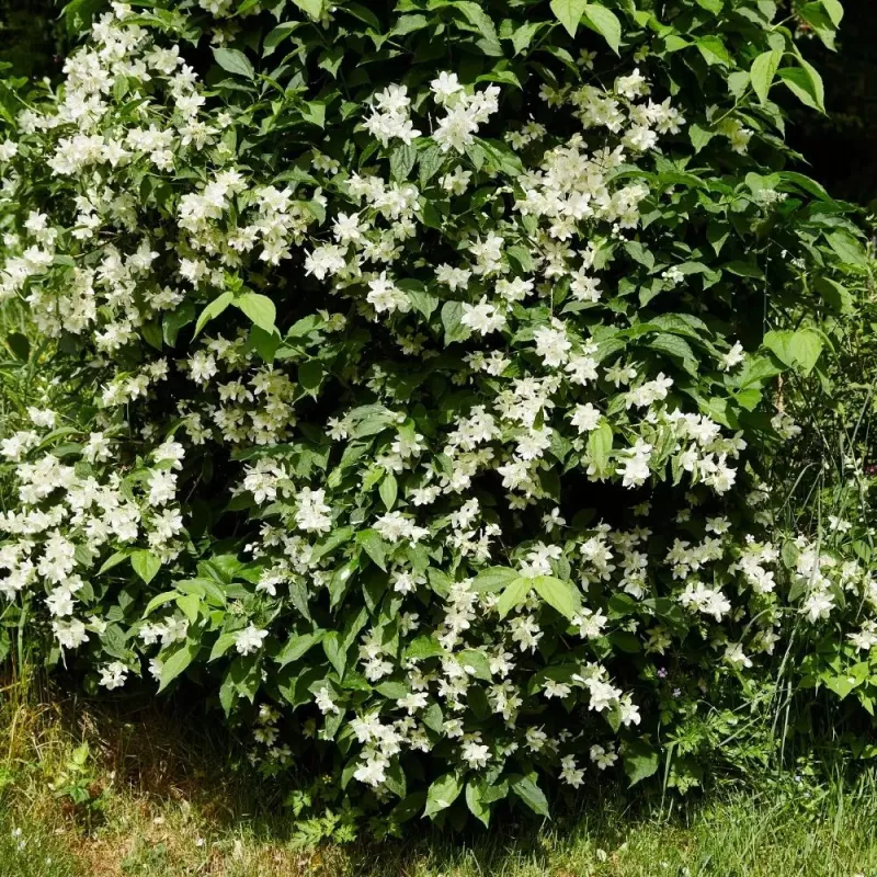 Philadelphus Belle Etoile