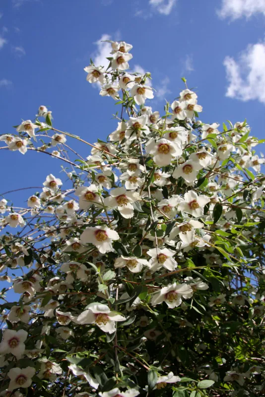 Philadelphus Maculatus Mexican Jewel