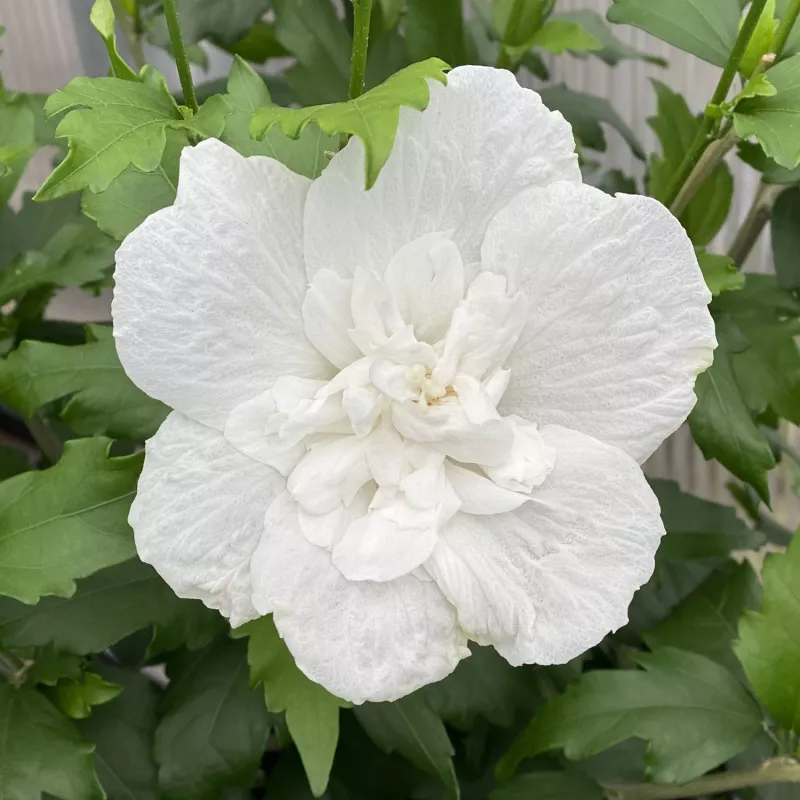 Hibiscus White Chiffon