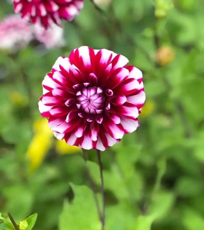 Dahlia Bourbon Street.jpg