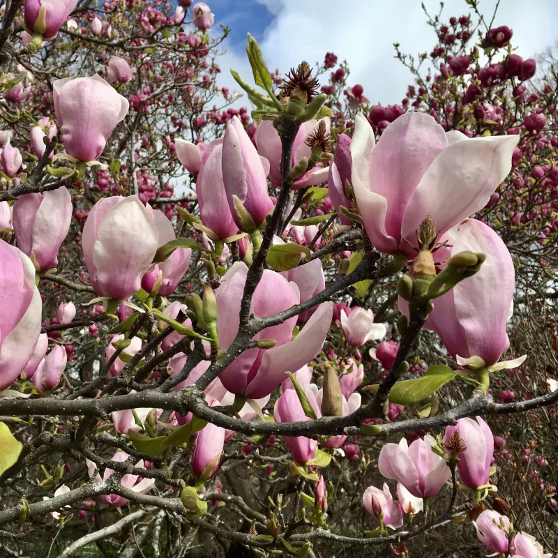 Magnolia (bílými květy, kvetoucí magnolie, druhů kultivarů, druhů kultivarů magnolií) Magnolia