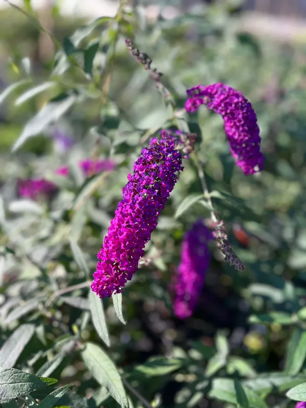 Buddleja Royal Red