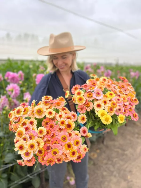 Zinnia Peach Zinderella