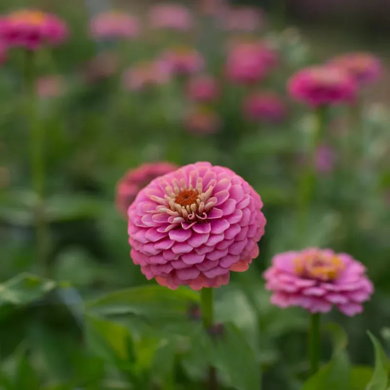 Zinnia Pink Oklahoma