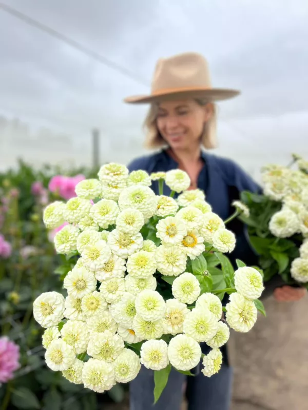 Zinnia White Oklahoma