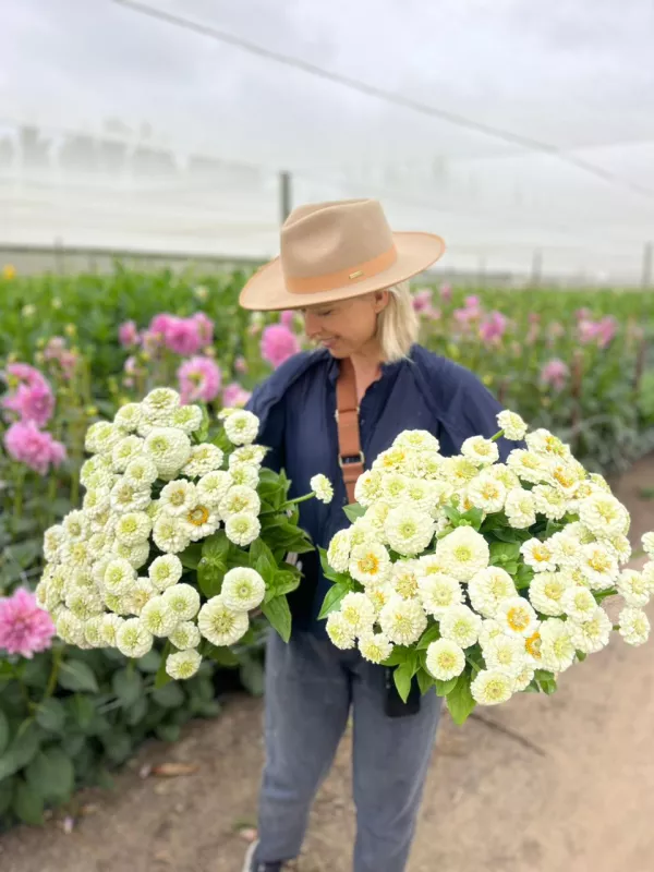 Zinnia White Oklahoma