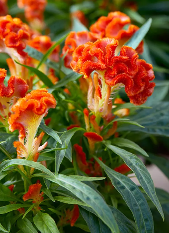 Cockscomb Orange