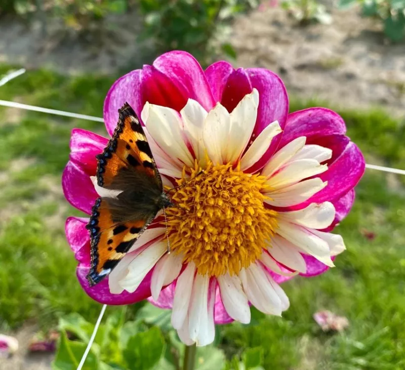 Bumble Rumble
