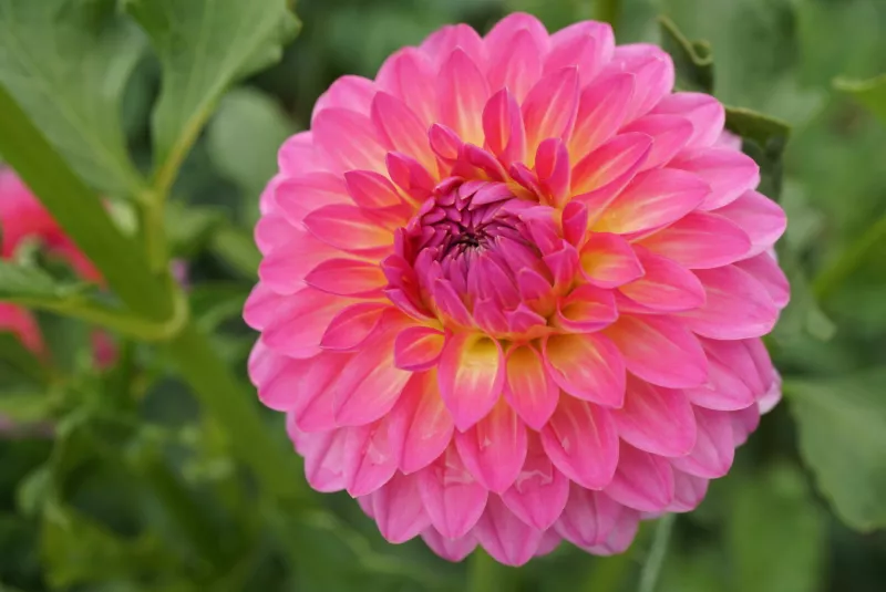 Pink Suffusion