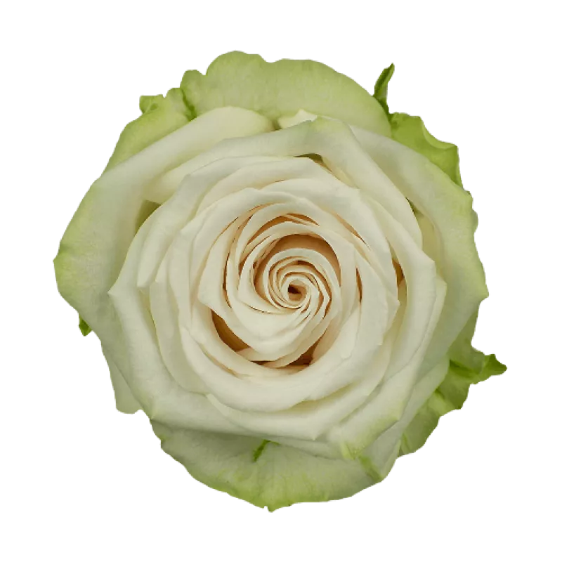 Adalonia