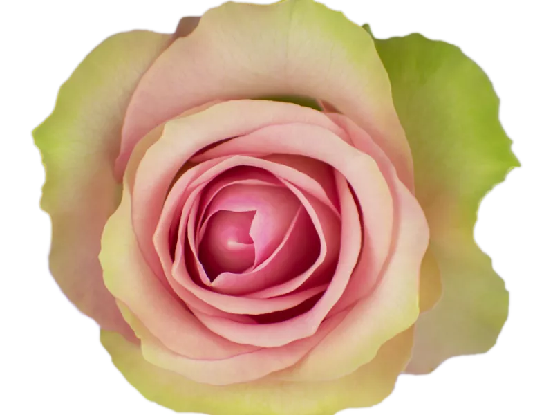 Belle Rose