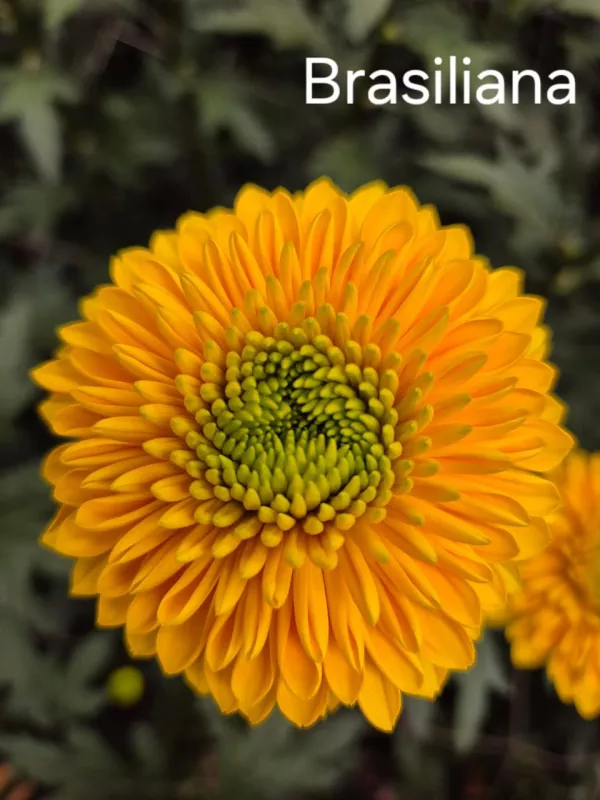 Brasiliana