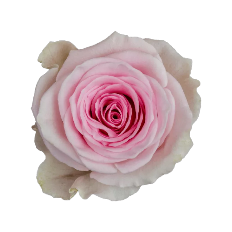 Duchesse