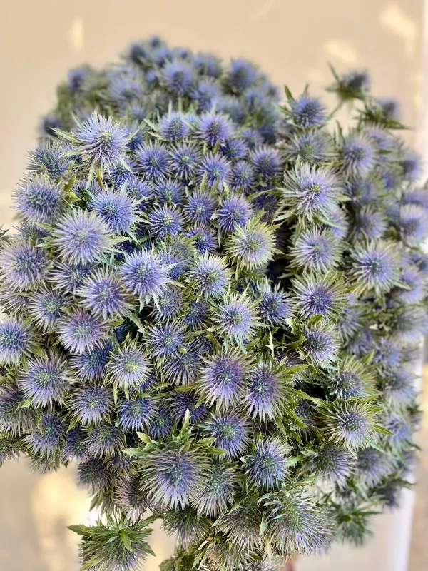 Eryngium