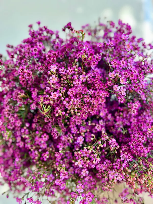 Geraldton Wax - Purple