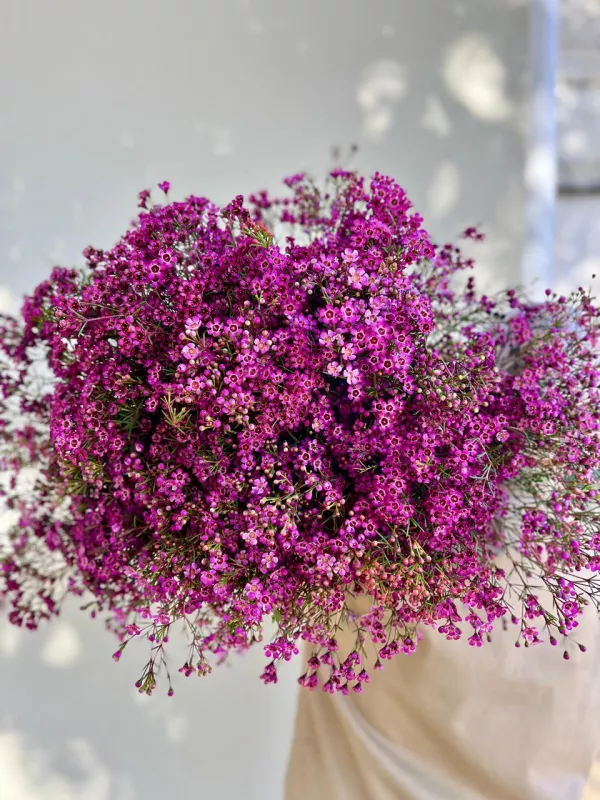 Geraldton Wax - Purple