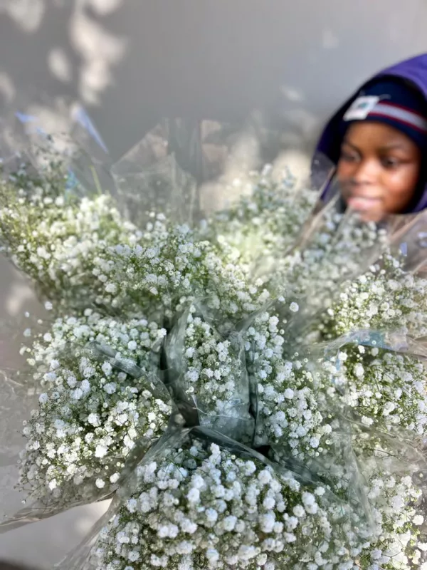 Gypsophila