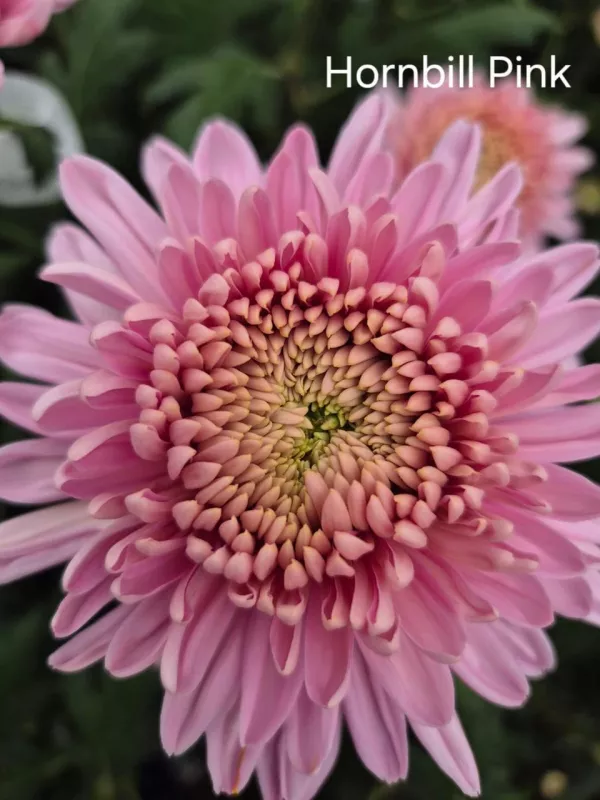 Hornbill Pink