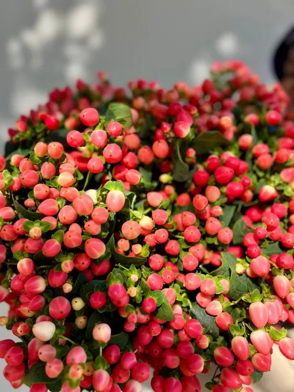 Hypericum Red
