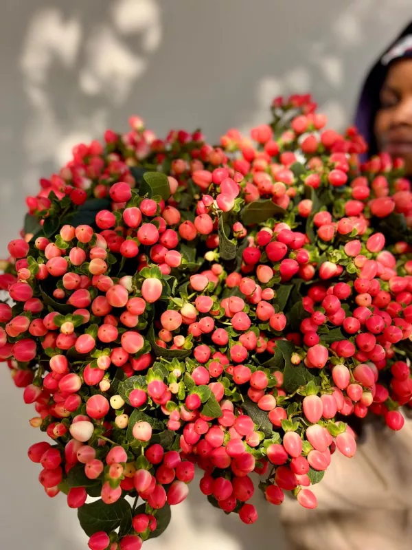 Hypericum Red