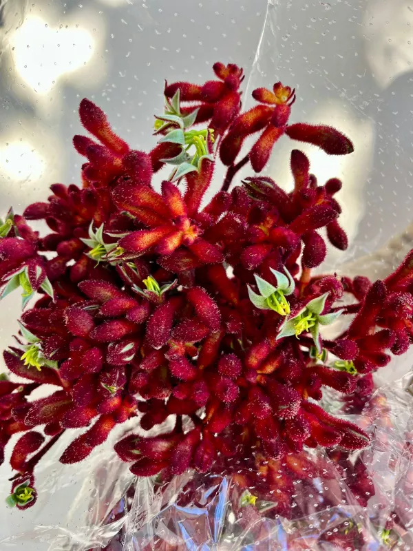 Kangaroo Paws Burgundy 