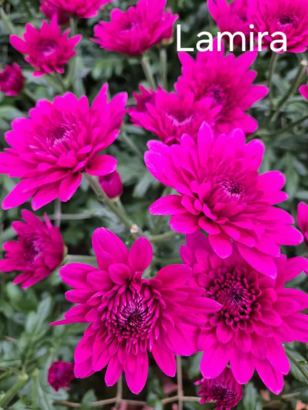 Lamira Pink