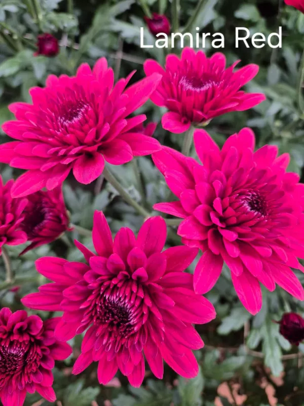 Lamira Red