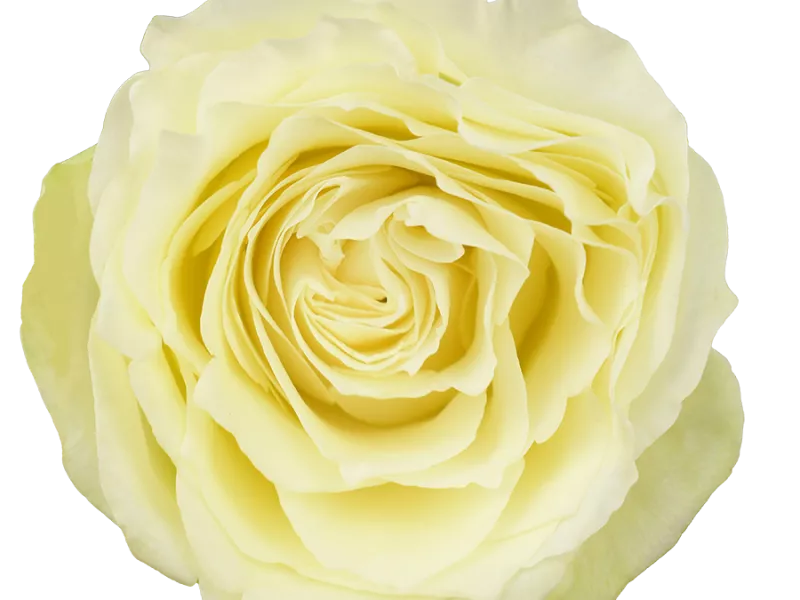 Lemon Swirl