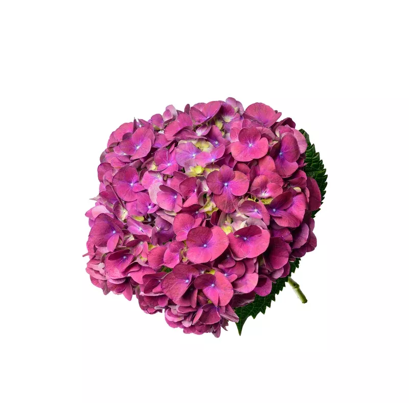 Magical Trophy Purple
