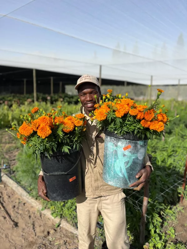 Marigold