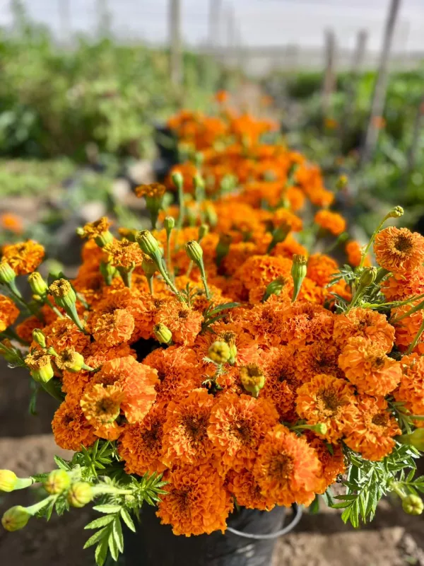 Marigold