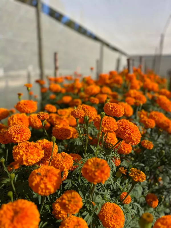 Marigold