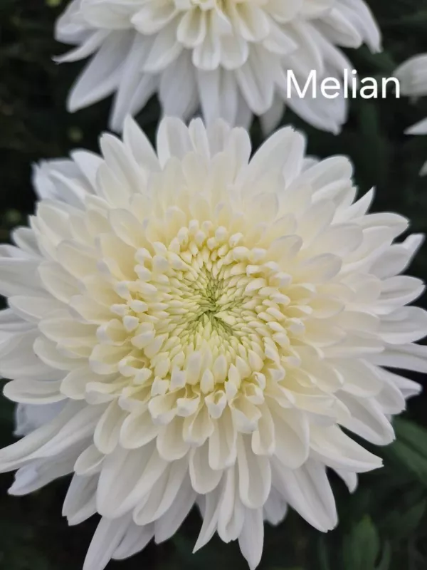 Melian