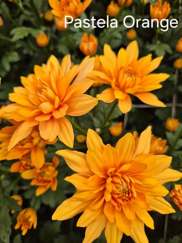 Pastela Orange