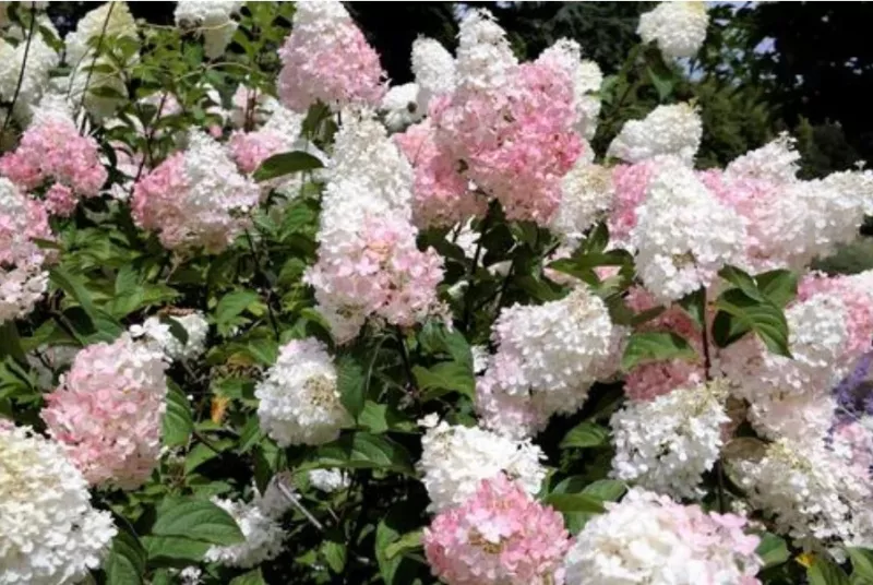 Phantom: Paniculata Hydrangea