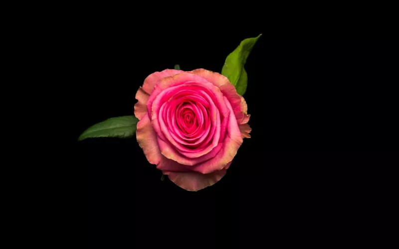 Pink Arrow
