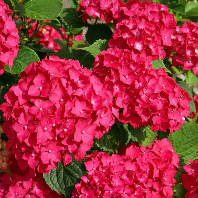 Red Baron Hydrangea