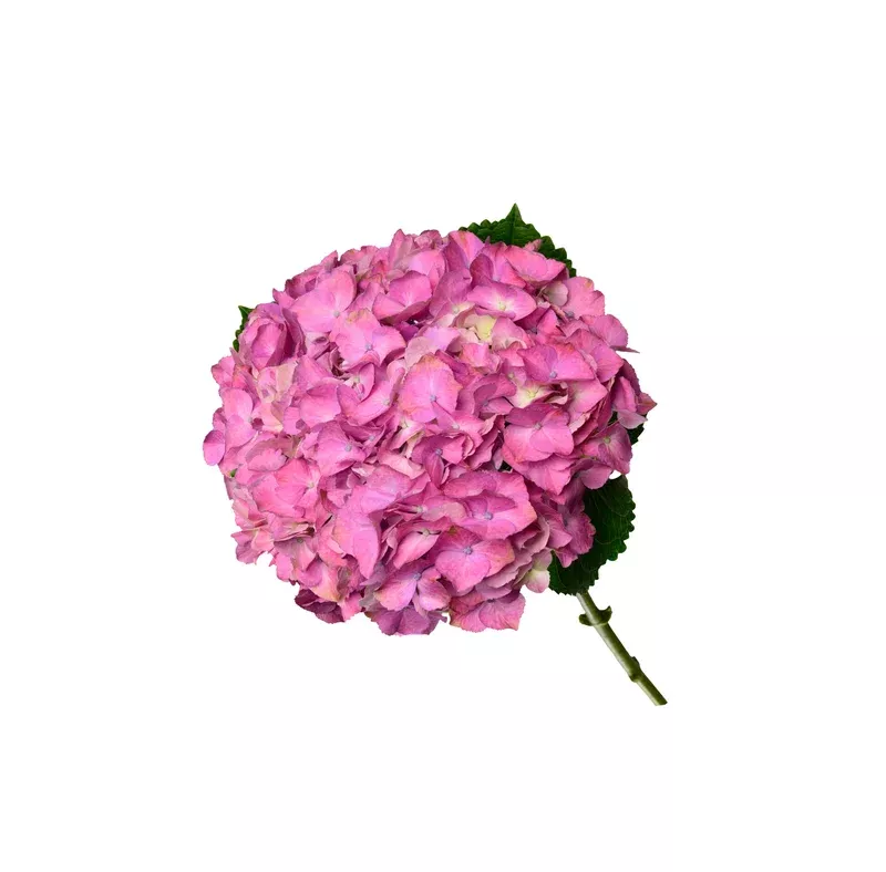 Scarlet Purple